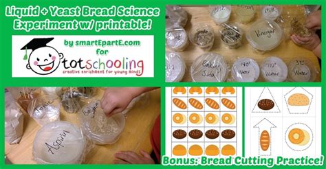 Image result for Example of Experiment of Bread
