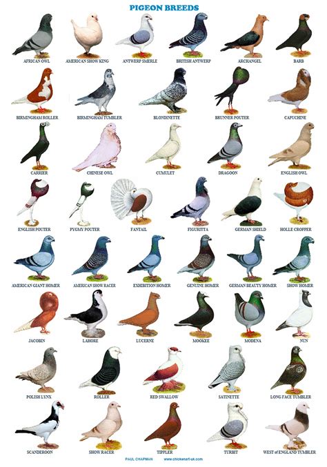 A4 Laminated Posters. Pigeons 44 Breeds Homers Tumblers | Etsy Pet ...