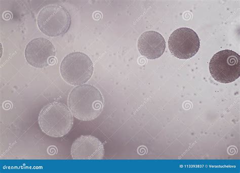 Pollen - Microscopic Photo from Microscope Stock Image - Image of ...
