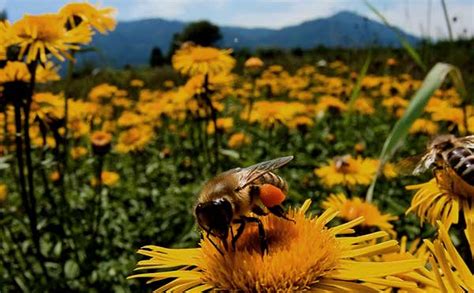 Turf Science 的图像结果