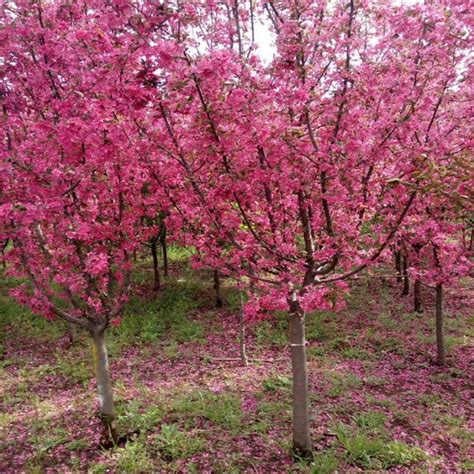 绚丽海棠的种植管理-栽培养护-河北百盛苗木
