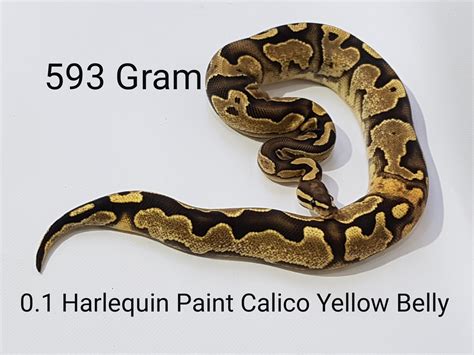 Paint Ball Python 的图像结果