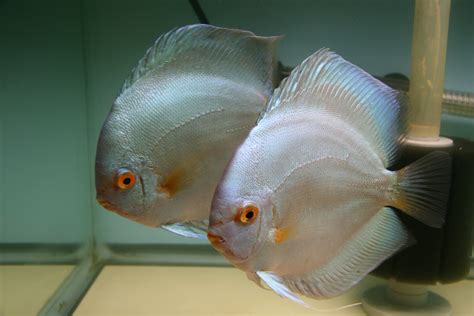 Image result for Discus Tropical Fish