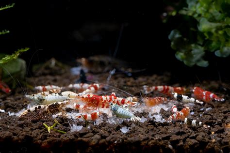 What Fish Eat Live Shrimp: A Guide For Aquarium Keepers
