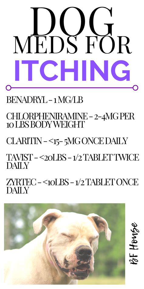 meds for animal allergies