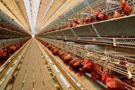 肉鸽养殖场该怎样获取并用好先进养殖技术？_种鸽-肉鸽-天成鸽业养殖基地