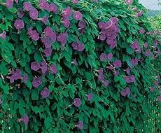 Vigorous Climbing Plants by Images Of Flowers On Trellis Vigorous Tropical Evergreen Vigorous Climbing Plants