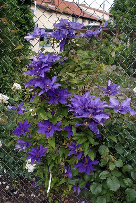 Clematis The President Superior Quality Climbers - thorncroftclematis.co.uk