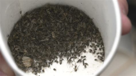 Biting gnats are back: Here's how to fend them off - CBS Minnesota