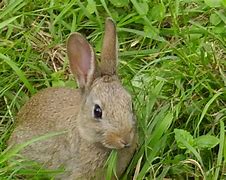 Image result for Holding Baby Rabbit