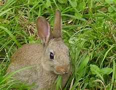 Image result for Foto Baby Rabbit