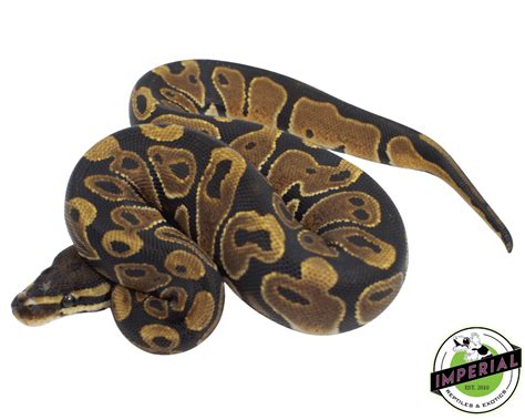 Scaleless Ball Python 的图像结果