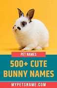 Image result for Funny Bunny Names