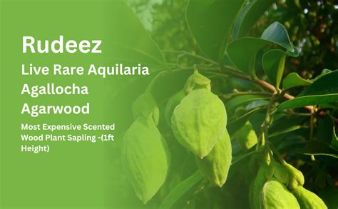 Rudeez Most expensive Rare Agarwood Plant in grow bag-(Pack of 4 ...