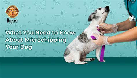 What You Need to Know About Microchipping Your Dog | Dogsee