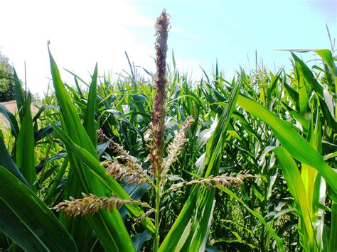 How To Grow Zea mays | EarthOne