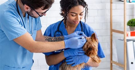 Image result for Accredited Vet Tech Programs