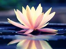 fiore della rinascita cronic艫 de eroticul suprarealist窶ヲ ziarul na螢iunea fiore della rinascita cronic艫 de eroticul suprarealist窶ヲ ziarul na螢iunea