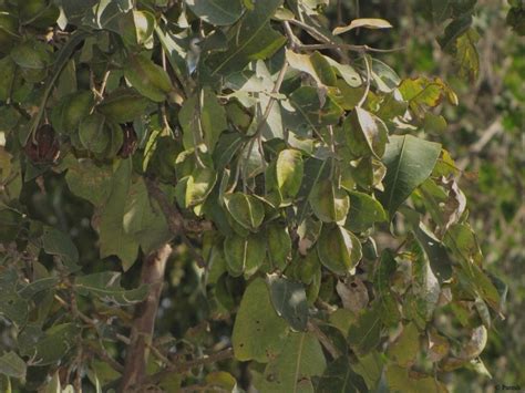Royal Paradise Garden Rare Terminalia arjuna (Maruthu/Neermaruthu ...