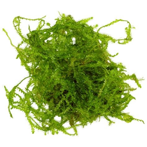 Image result for Hydrogen Peroxide Java Moss