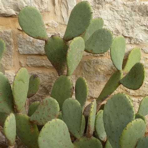 How to Plant and Grow Prickly Pear Cactus