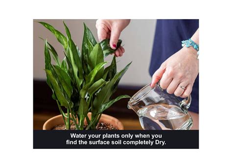 Khatarwale - Organic Potting Soil Mix Fertilizer (1kg) Enriched with ...