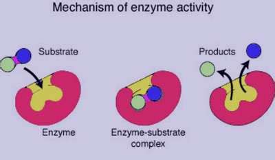 Image result for Enzyme Activity Lab Report Example