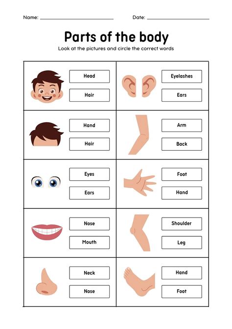 Free Printable Label Body Parts | Printable Labels