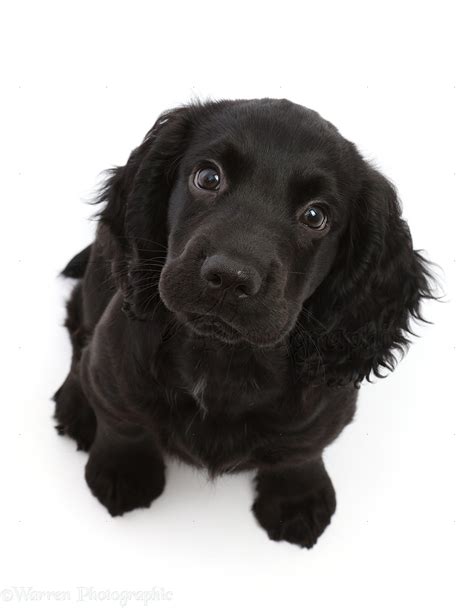 Dog: Black Cocker Spaniel puppy, sitting and looking up photo WP49554