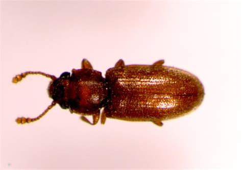 Foreign grain beetle | UMN Extension