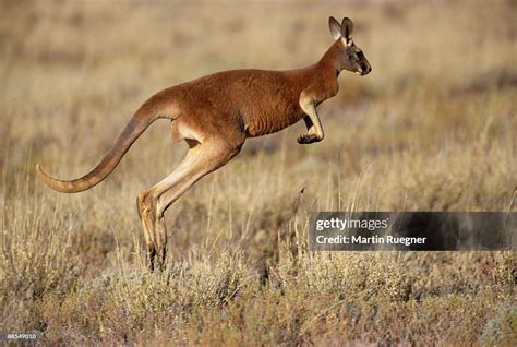 Hopping Kangaroo Pattern 的图像结果