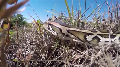 Image result for Python Snake Florida