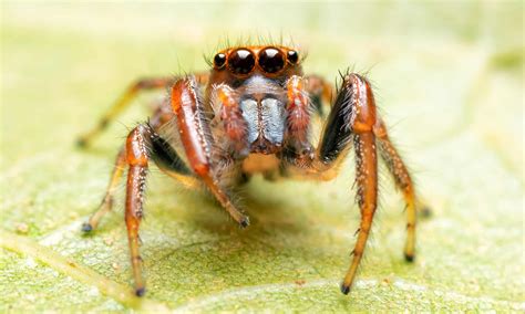 How Many Legs Do Spiders Have? 3 Interesting Facts About Spider Legs ...