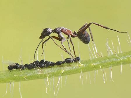 Menos pesticidas químicos y más hormigas: una alternativa agrícola con ...
