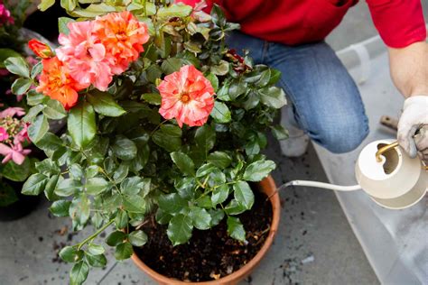 How to Grow Roses in Containers