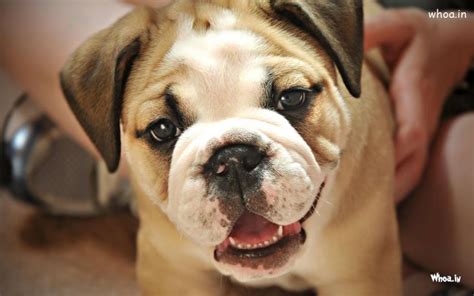 HD 1080P Computer Desktop Wallpaper