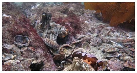 章鱼睡觉时全身轮流变色 专家神解释：它梦到水里捕捉到螃蟹 - 神秘的地球 科学|自然|地理|探索