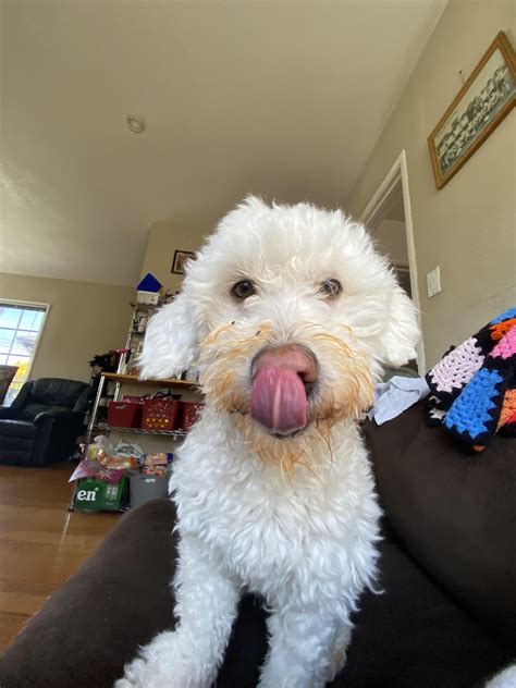 Don’t be suspicious, don’t be suspicious. : r/Maltipoo