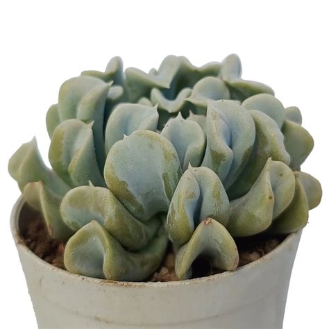 Buy Echeveria Runyonii Topsy Turvy Plant Online – Secculent