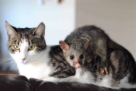 Phew! Do Possums Eat Kittens or Cats? What Does? (Video)