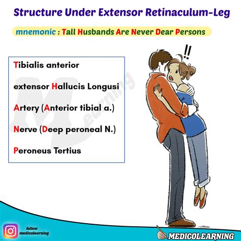 Image result for Extensor Retinaculum
