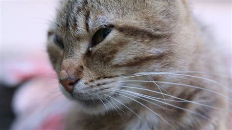 Close-up portrait of a serious cat with green eyes. Curious cat looks ...