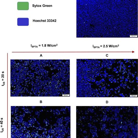 Cell Fluorescence 的图像结果