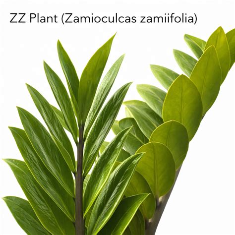 Buy ZZ Plant Variegated – Rare Air Purifying Indoor Plant – Samarth ...