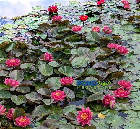 Grower Choice Hardy Water Lilies