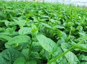 Arshiayat High Yield Basella alba Hybrid Malabar Spinach Seed Price in ...