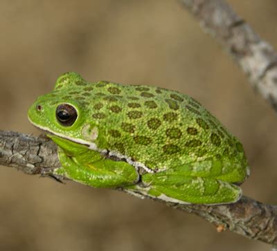 Florida Tree Frogs 的图像结果