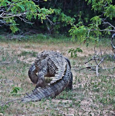 Yala National Park Safari Private Half Day Tour - Klook India