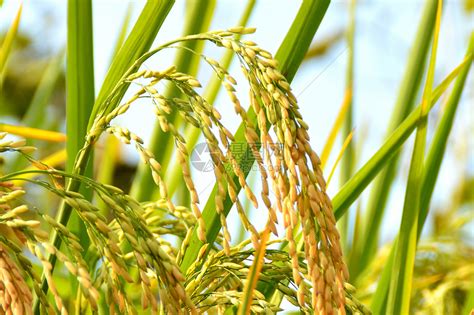 水稻种植过程 水稻种植过程是什么-农百科
