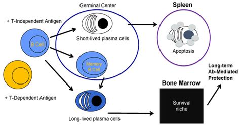 Targeting Multiple Myeloma through the Biology of Long-Lived Plasma Cells